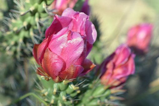 Kaktus, Blume, Rosa, Blüte, Stacheln