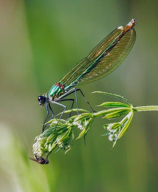 Free Banded Demoiselle Damselfly photo and picture