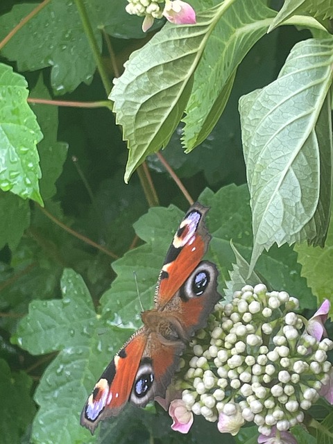 Free Butterfly Nature photo and picture