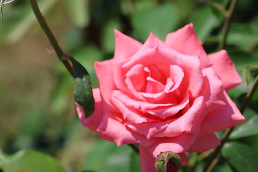 Rose, Blume, Garten, Natur, Rosa