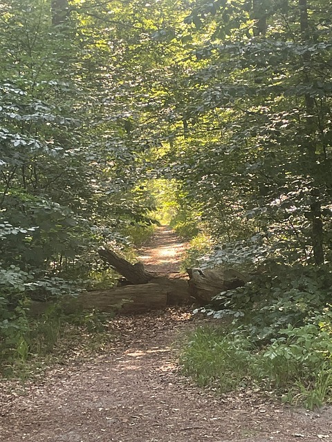 Free Forest Path photo and picture