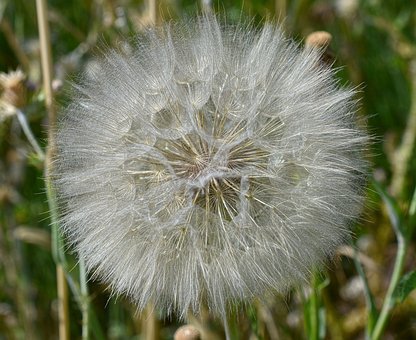 Löwenzahn, Natur, Blume, Leeres Samen