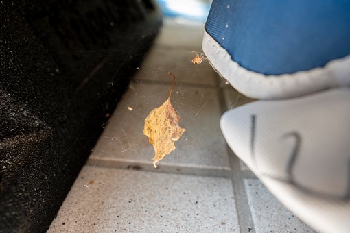 Free Leaf Spiderweb photo and picture