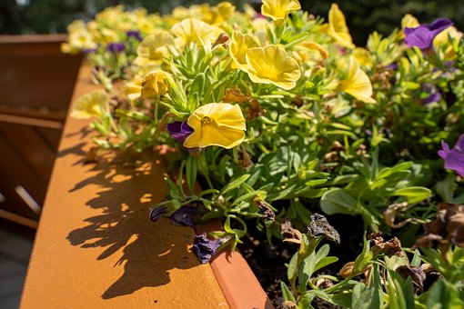 Free Balcony Flowers photo and picture