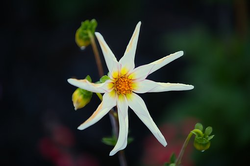 Free Flower Nature photo and picture