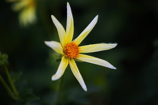 Free Flower Nature photo and picture