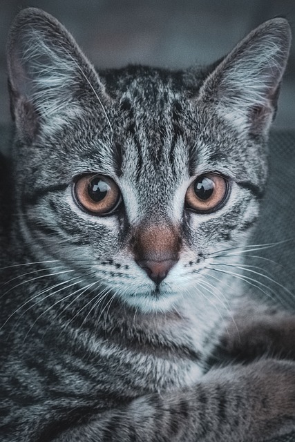 Free Portrait Cat photo and picture