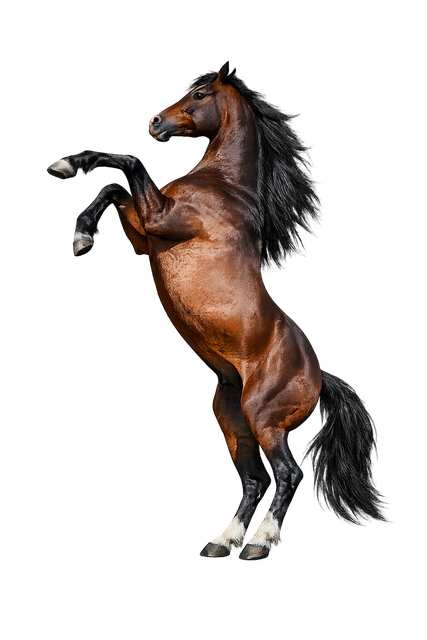 Free horse animal mane illustration