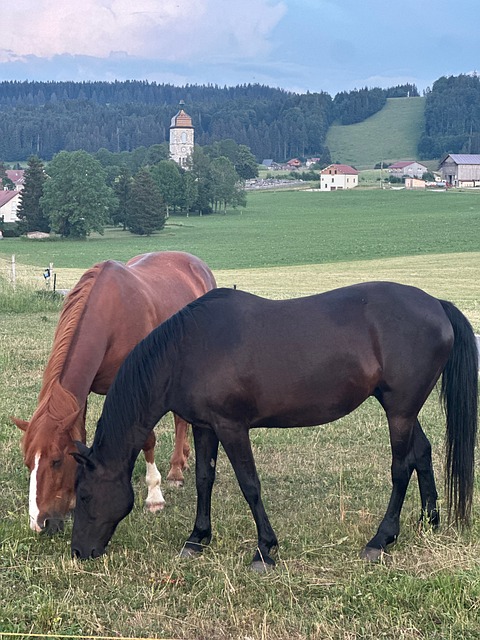 Free Horses Pasture photo and picture