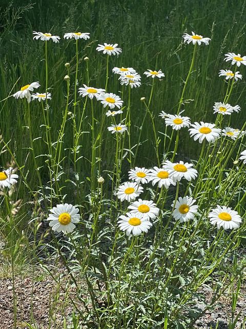 Free Daisies Meadow photo and picture