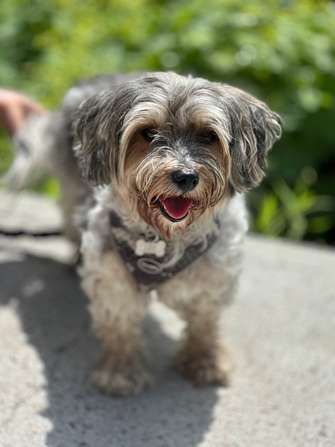 Free Dog Animal photo and picture