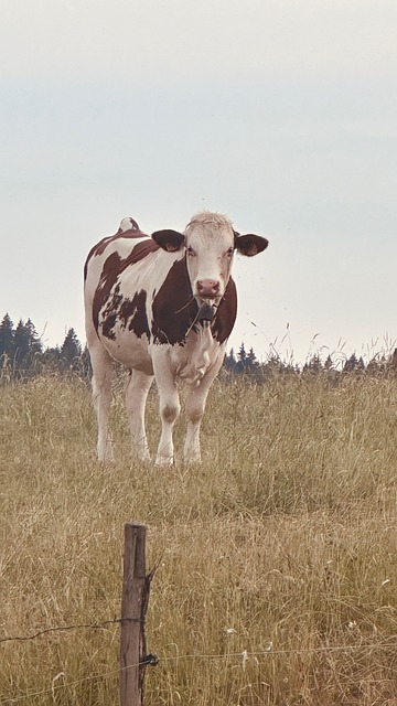 Free Cow Meadow photo and picture