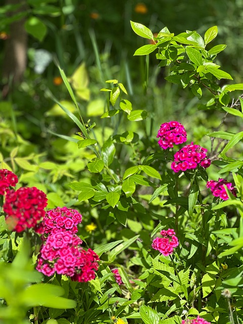 Free Garden Flowers photo and picture