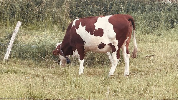 Free Cow Pasture photo and picture