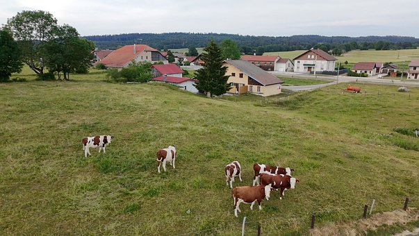 Free Cows Meadow photo and picture
