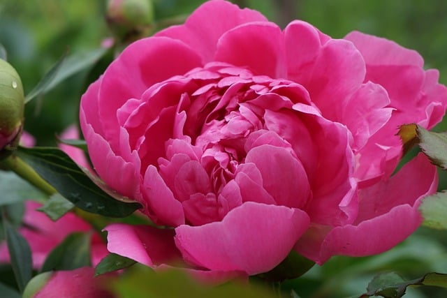 Free Peony Flower photo and picture