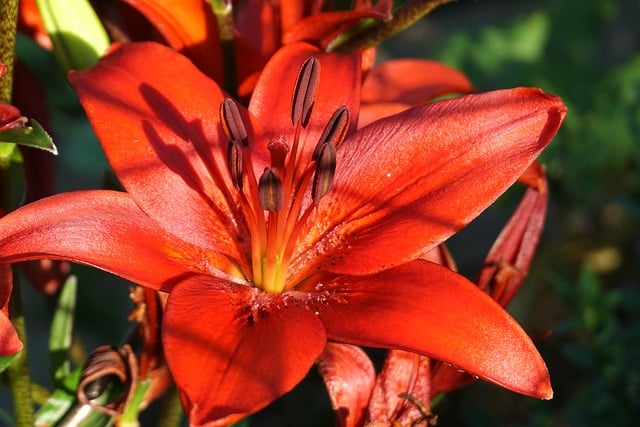 Free Lilies Flower Wallpaper photo and picture