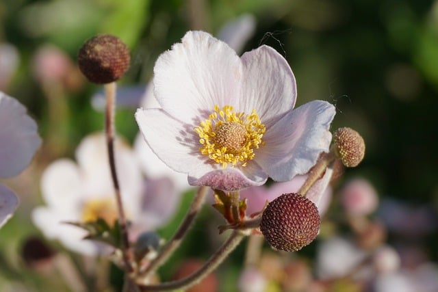 Free Anemone Flower photo and picture