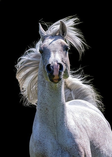 Free White Horse photo and picture