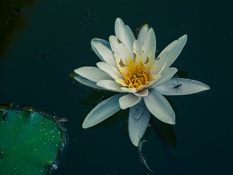 Free Water Lily Flower photo and picture