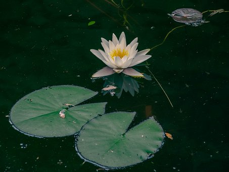 Free Water Lily Blooming photo and picture