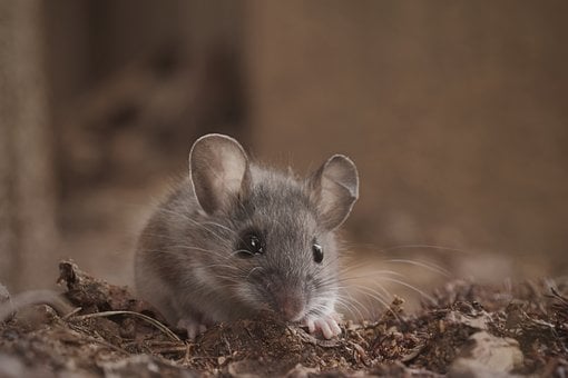 Maus, Natur, Nagetiere, Tier, Süß