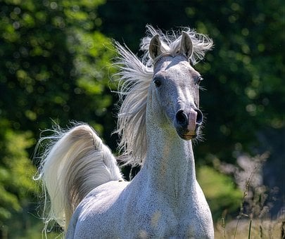 Free Arabian Horse Mane photo and picture