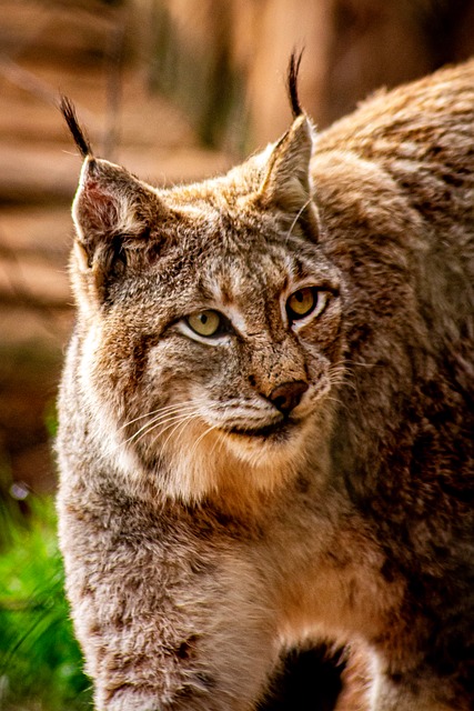 Free Lynx Animal photo and picture