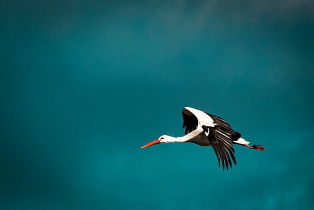 Free Stork Bird photo and picture