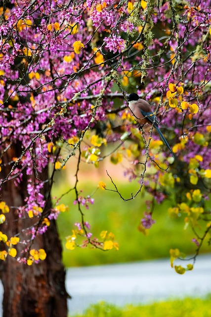 Free Tree Spring photo and picture