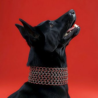 Free Black Dog Red Background illustration and picture