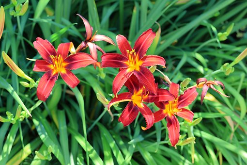 Rote Taglilie, Sommerblumen, Grün