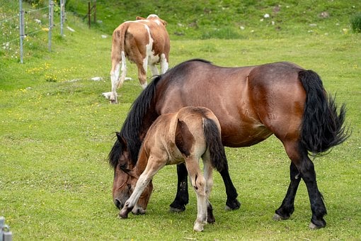 Paard, Veulen, Merrie, Weide, Dier, Veld