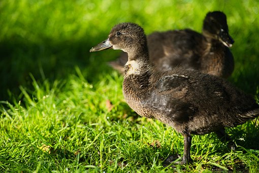 Free Duck Duckling photo and picture