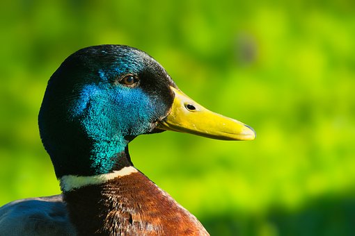 Free Animal Bird photo and picture