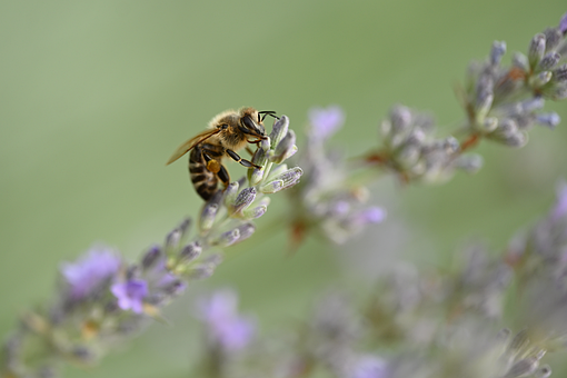 Biene, Lavendel, Blumentapete