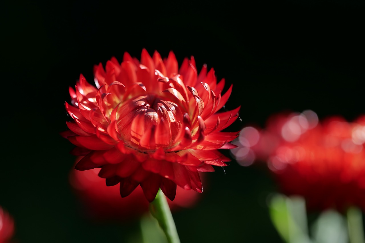 Everlasting Flower Close-Up Red - Free photo on Pixabay
