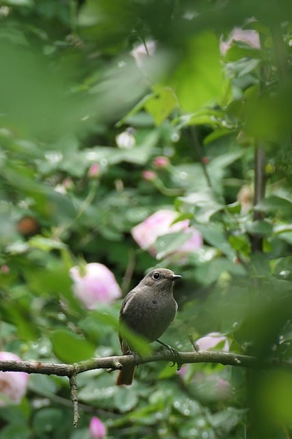Vogel, Natürlich, Singvogel, Zweig