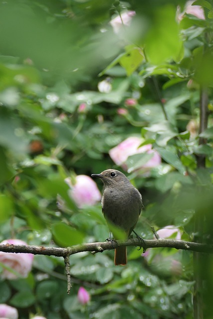 Vogel, Gartenvogel, Natur, Singvogel