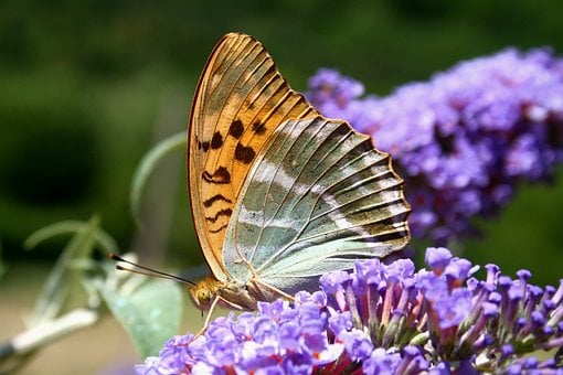 Free Butterfly Silver-Washed Fritillary photo and picture