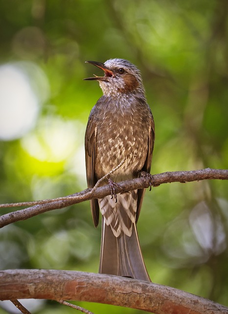 Vogel, Natur, Gesang, Wildtiere, Braun