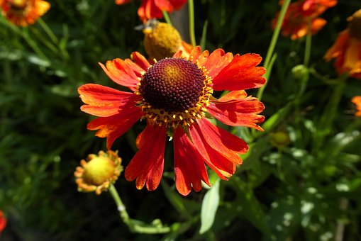 Flor Vermelha, Flor De Jardim