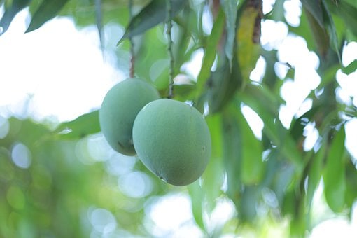 Zelená, Příroda, Listy, Mango, Ovoce