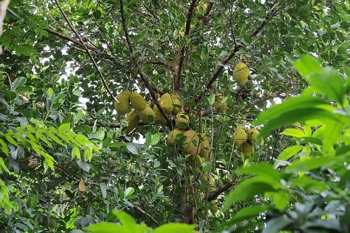 Jackfruit, Tropický, Ovoce, Strom