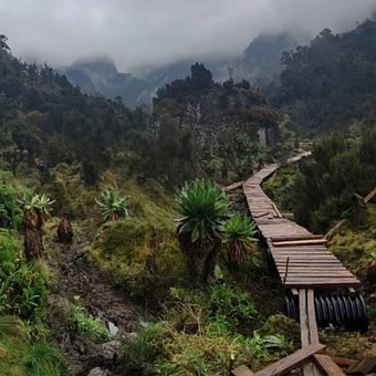 Free Mountain Rainforest photo and picture