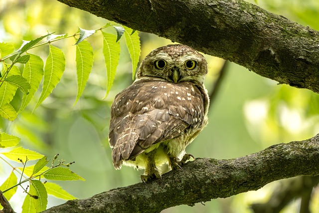Free Owl Tree photo and picture