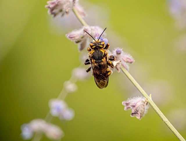 Free Bee Macro Photography photo and picture