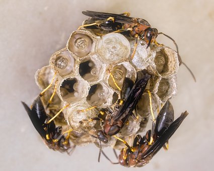 Wespen, Insekten, Nest, Flügel, Larven