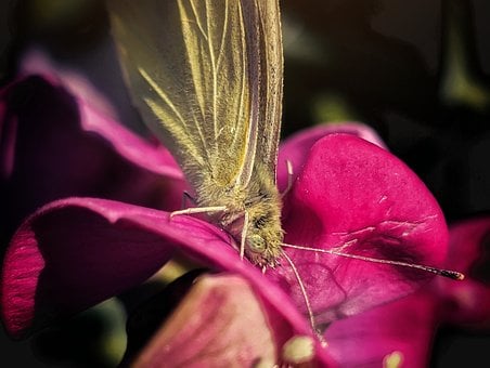 Vlinder, Detail, Macro, Vleugel, Roze
