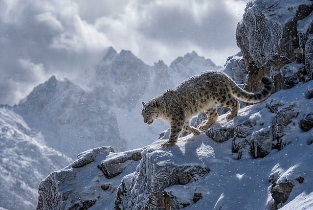 Free snow leopard mountains nature illustration